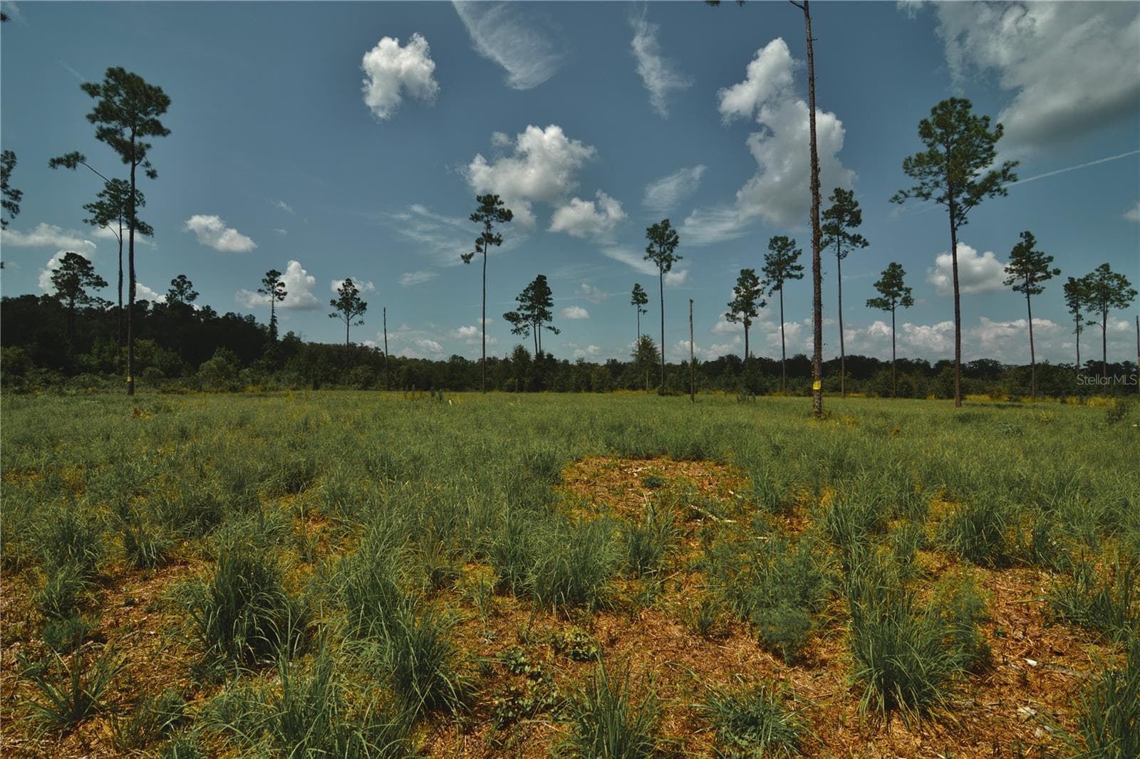 Land at 00 99TH LN, LIVE OAK, photo 13 of 52