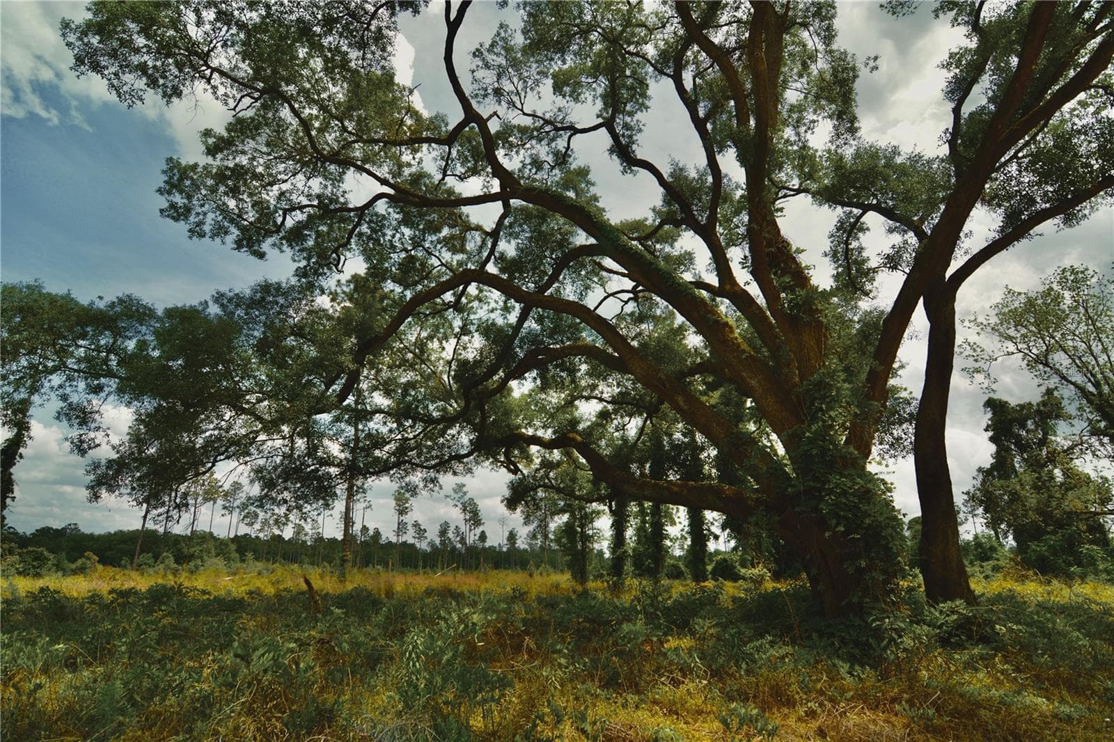 Land at 00 99TH LN, LIVE OAK, photo 15 of 52