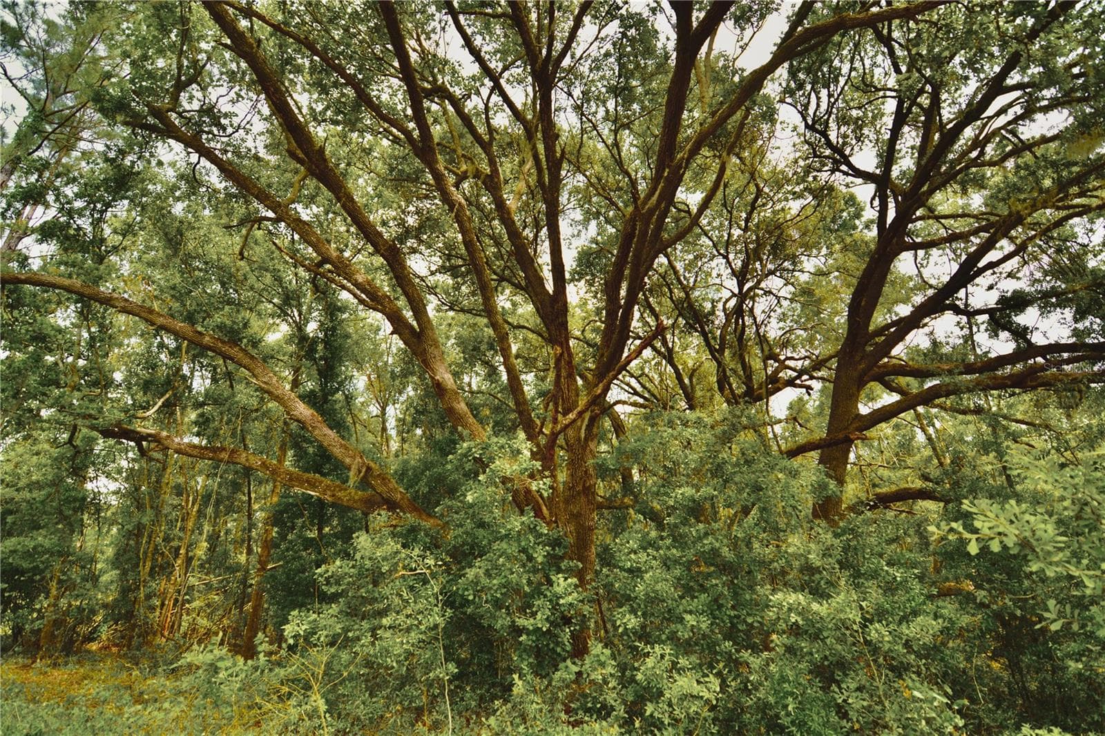 Land at 00 99TH LN, LIVE OAK, photo 16 of 52