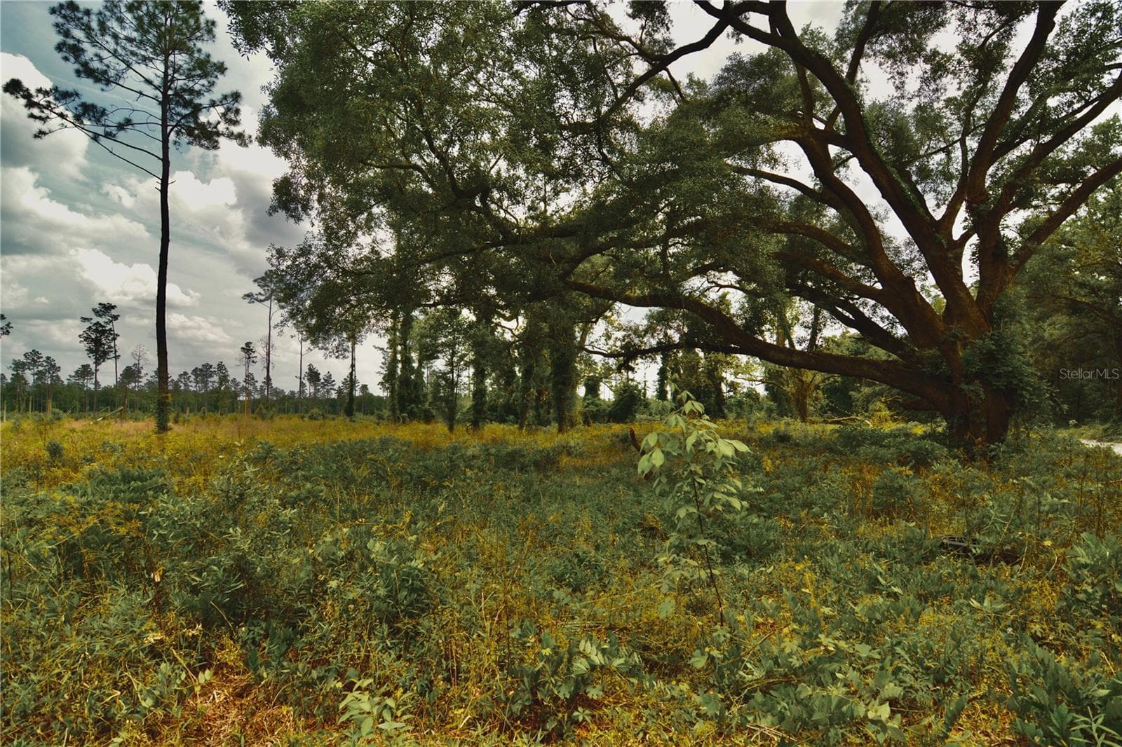 Land at 00 99TH LN, LIVE OAK, photo 17 of 52
