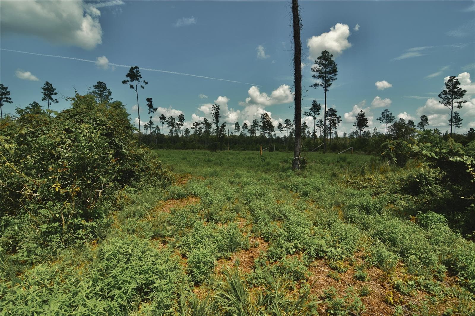 Land at 00 99TH LN, LIVE OAK, photo 37 of 52