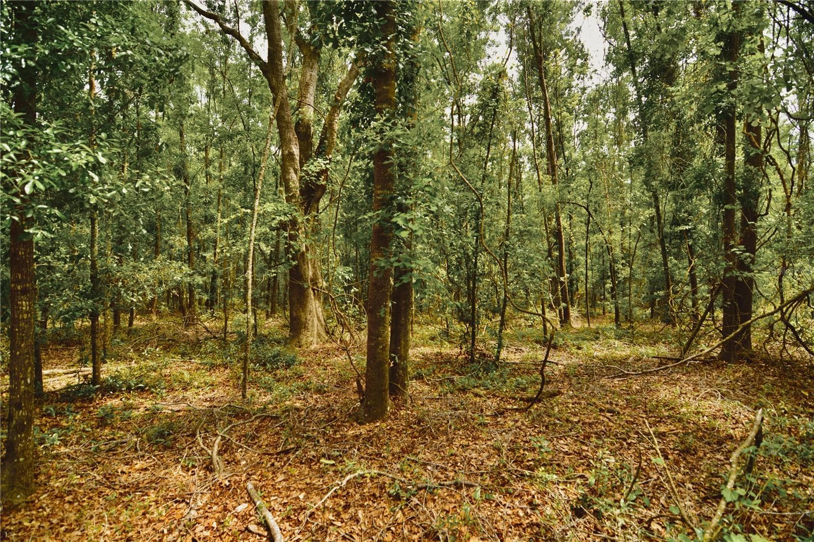 Land at 00 99TH LN, LIVE OAK, photo 43 of 52
