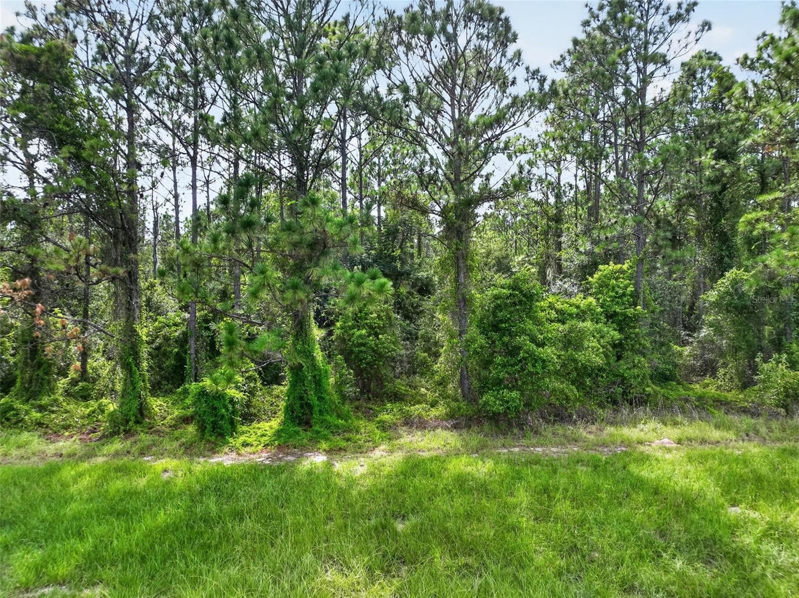 Land at DUDLEY AVE, MOUNT DORA, photo 15 of 16
