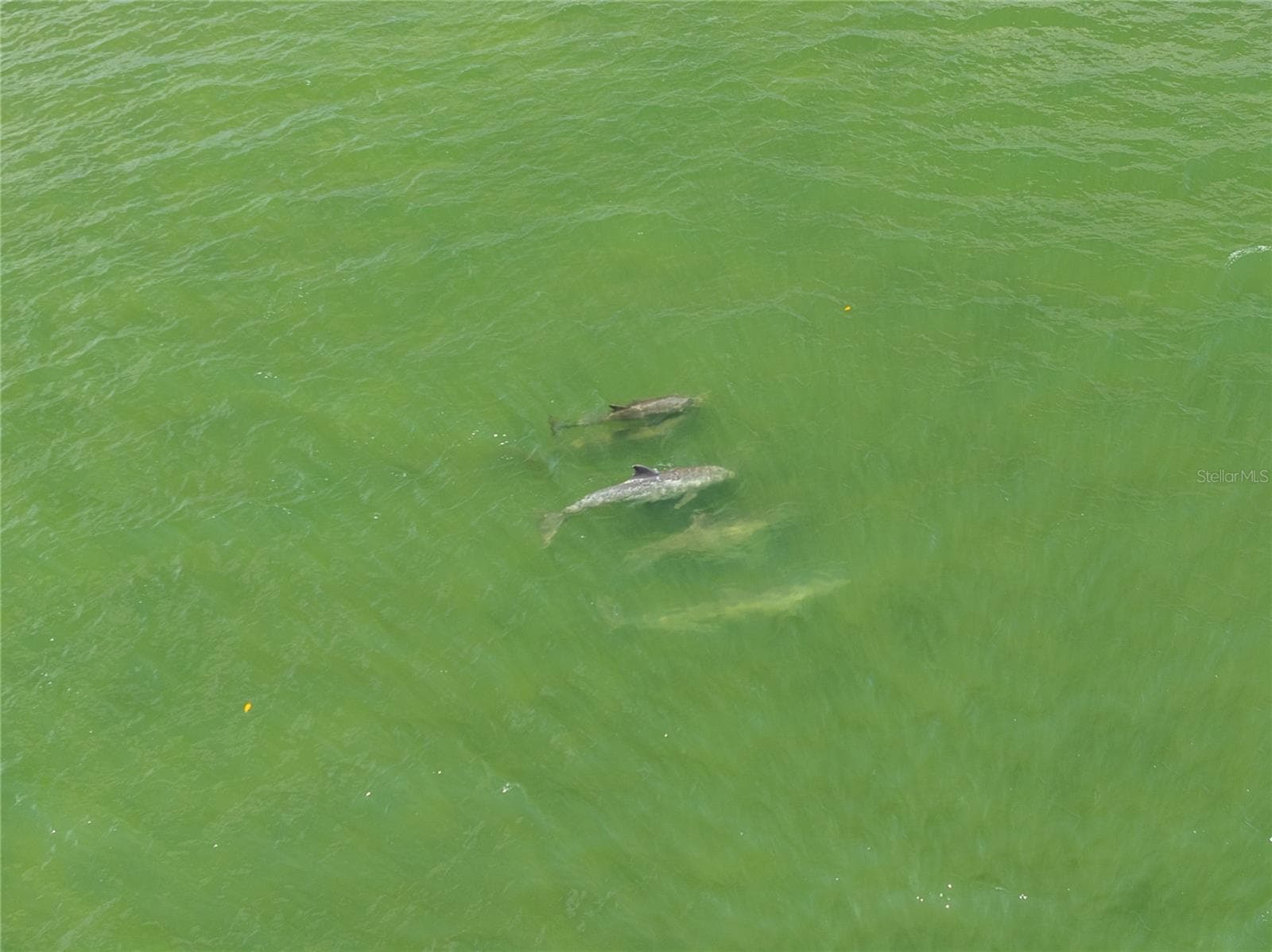 Marine life is a regular siting passing by the dock and pier. - 13570 MYSTIC DR #102, SEBASTIAN