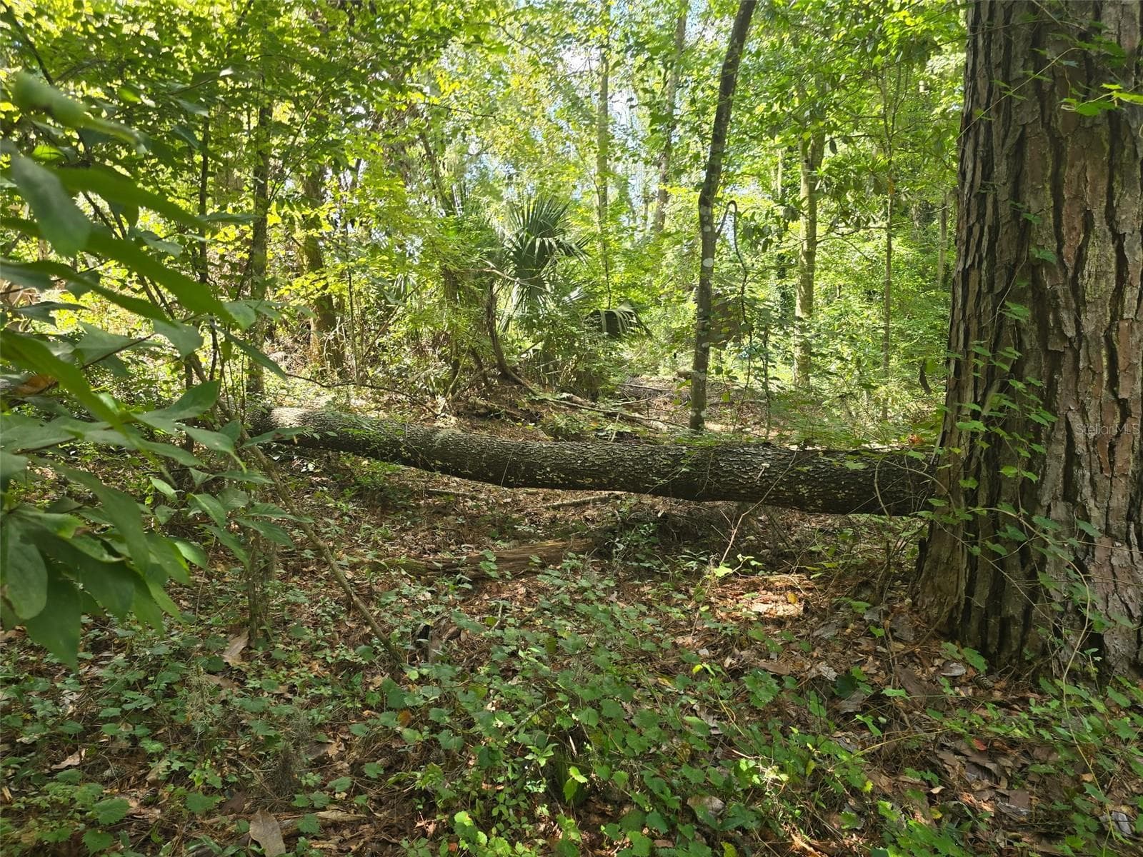 Land at TBD NW SPRING HOLLOW BLVD, LAKE CITY, photo 6 of 10