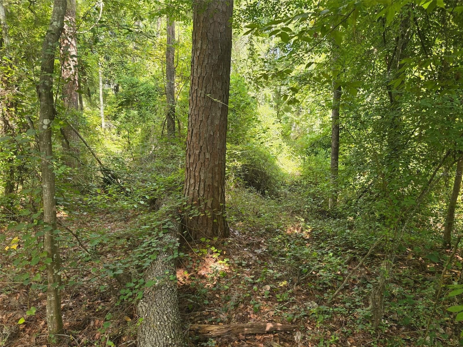 Land at TBD NW SPRING HOLLOW BLVD, LAKE CITY, photo 10 of 10