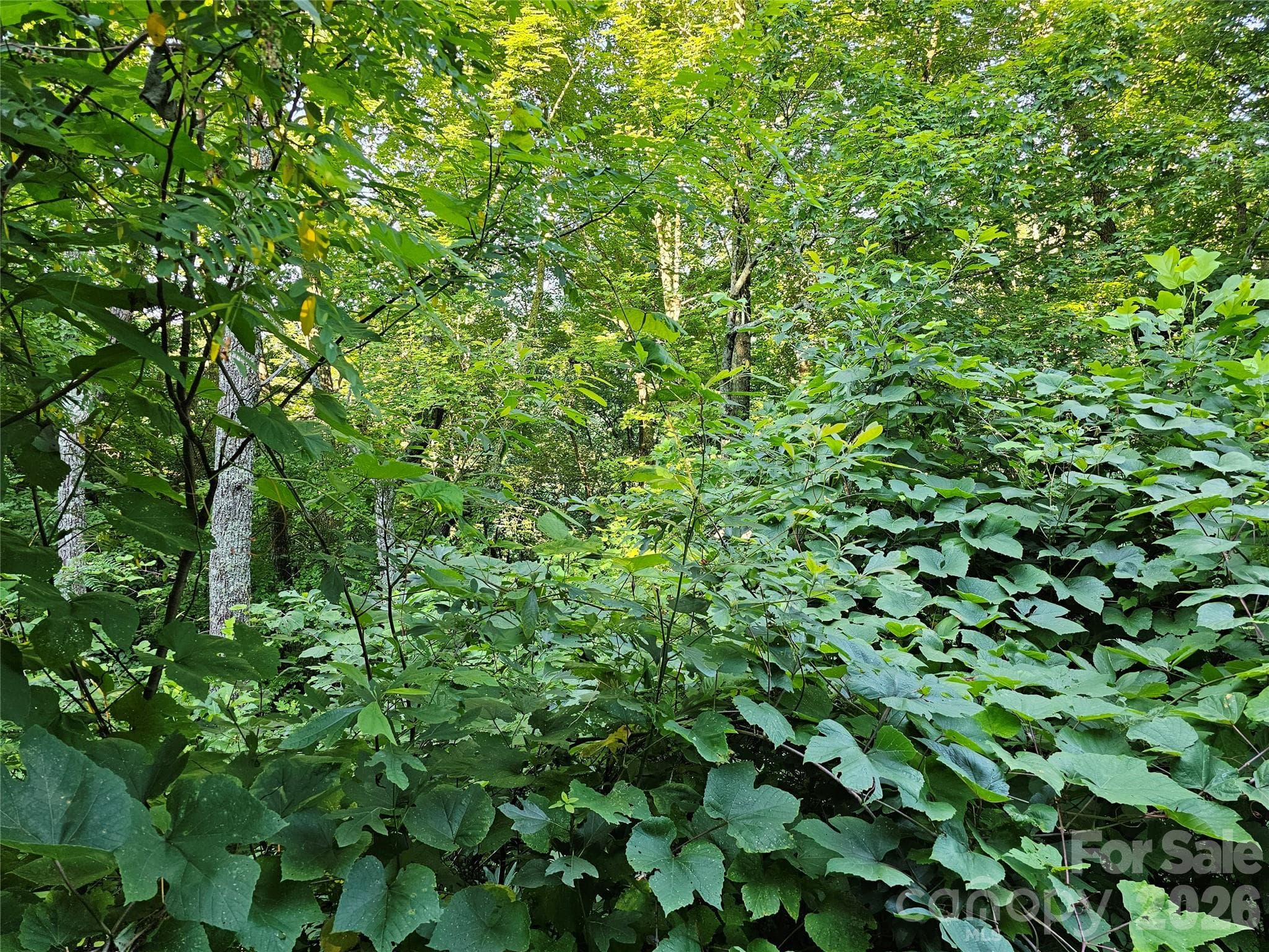 NICE FOLIAGE - 102 Big Ridge Road, Burnsville