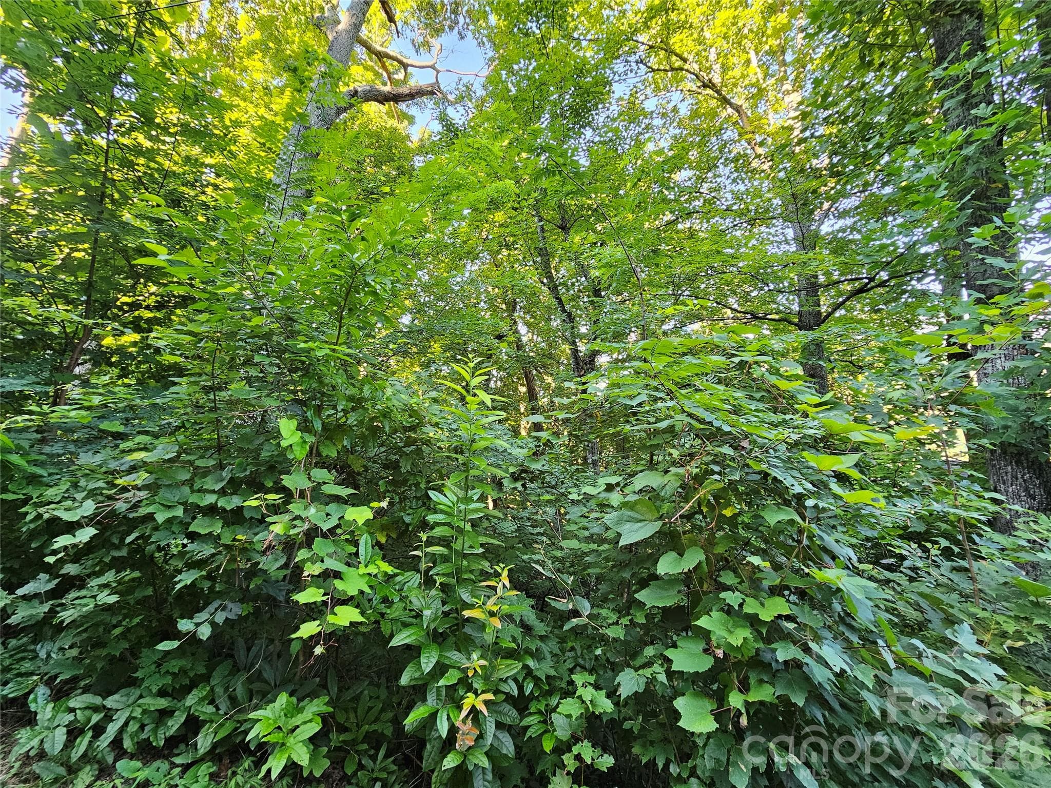 WOODED LOT - 102 Big Ridge Road, Burnsville