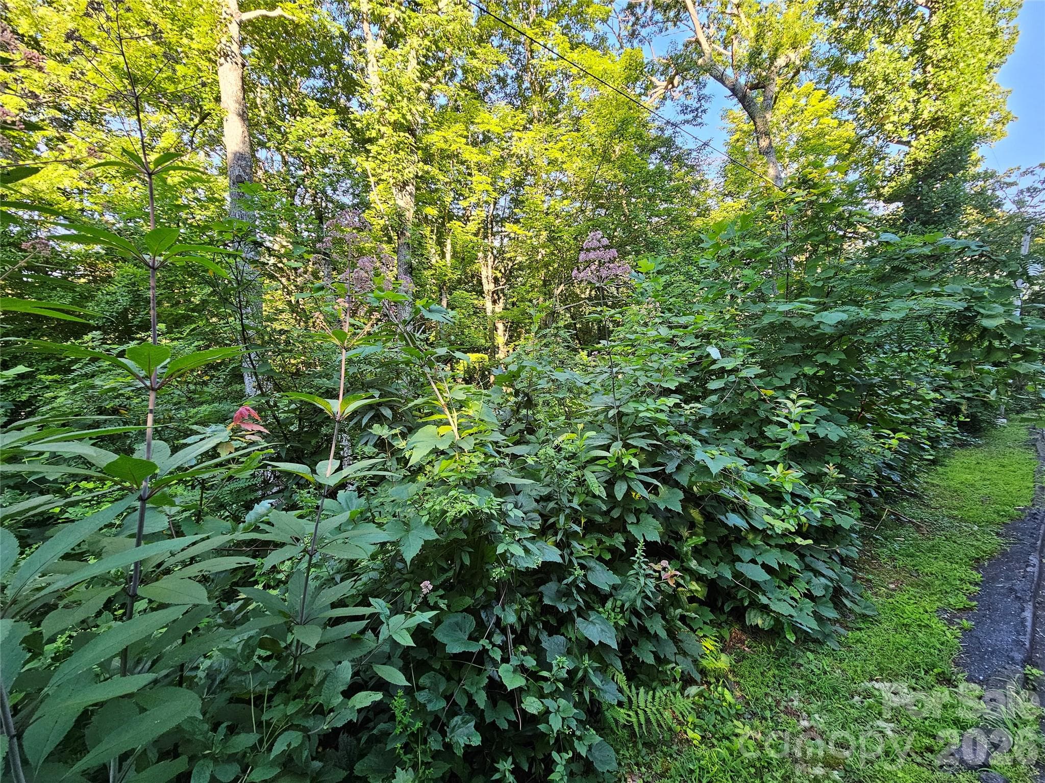 WOODED LOT - 102 Big Ridge Road, Burnsville