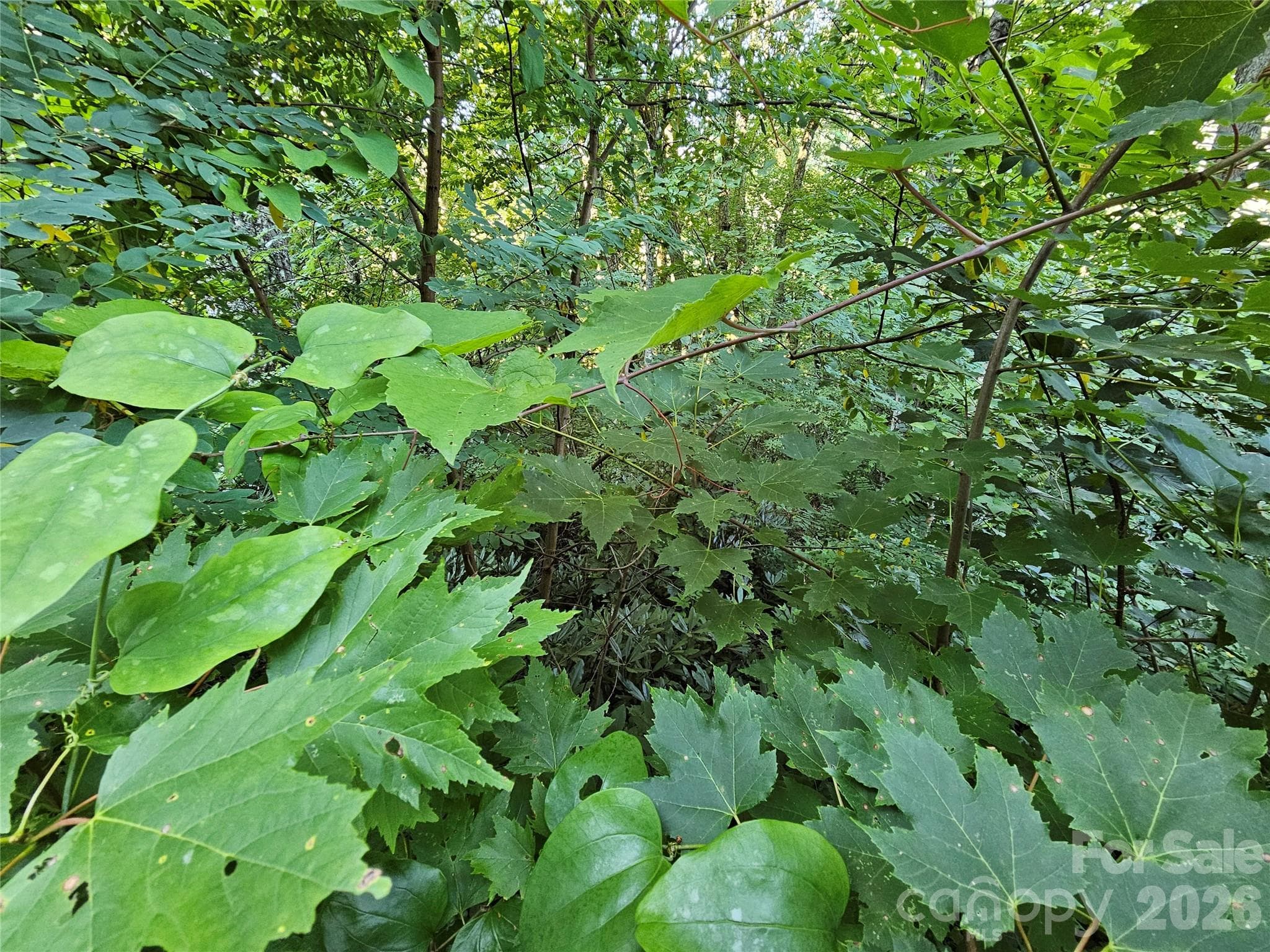 WOODED LOT - 102 Big Ridge Road, Burnsville