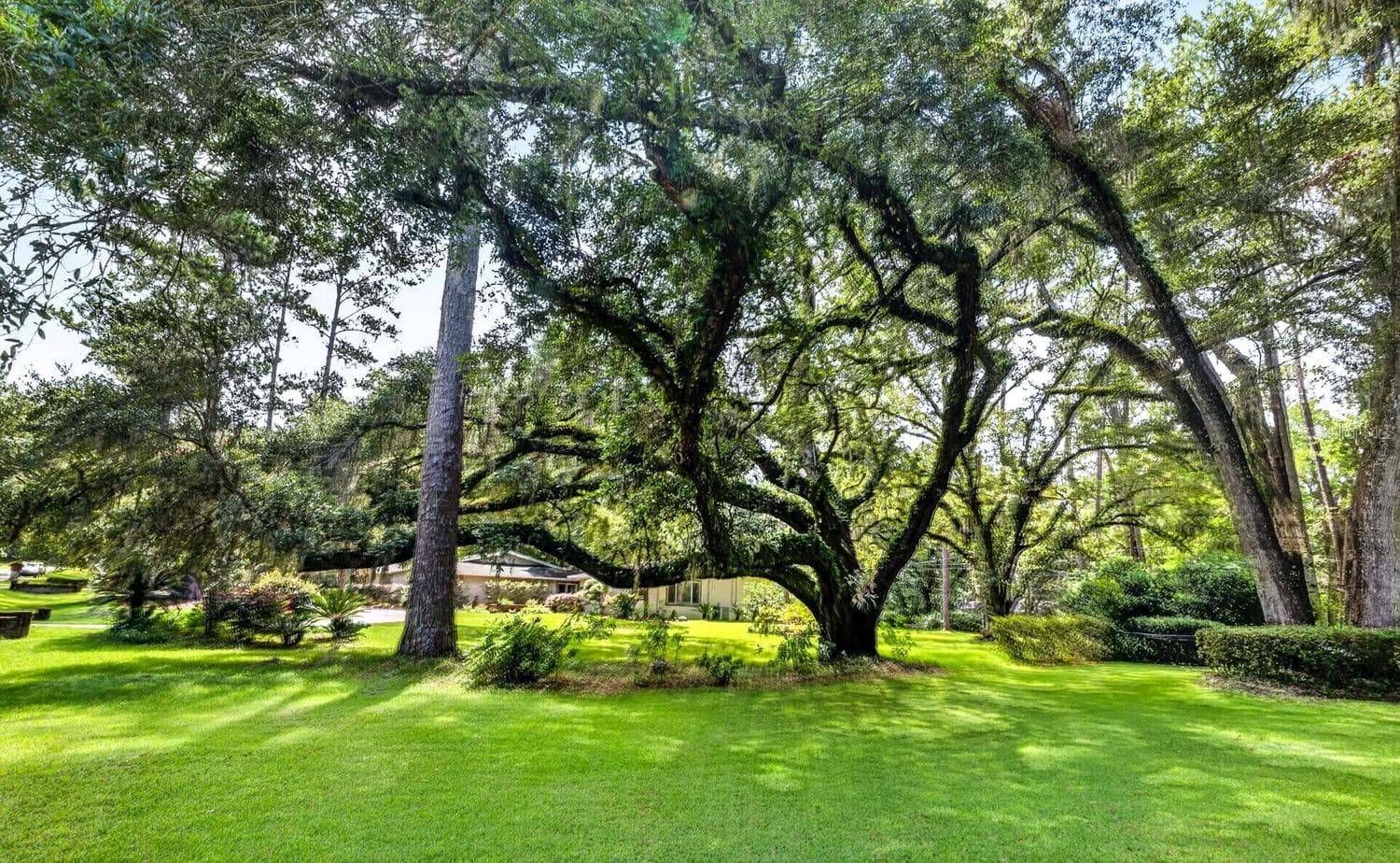 Outstanding Oak Tree - 11101 NW 12TH PL, GAINESVILLE