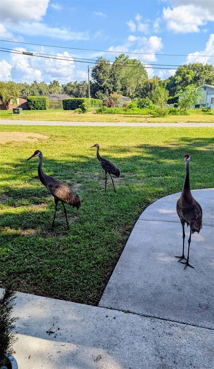 Abundant wildlife, turkeys, sandhill cranes, falcons, owls, and tortoises - 12231 KELLY LN, THONOTOSASSA