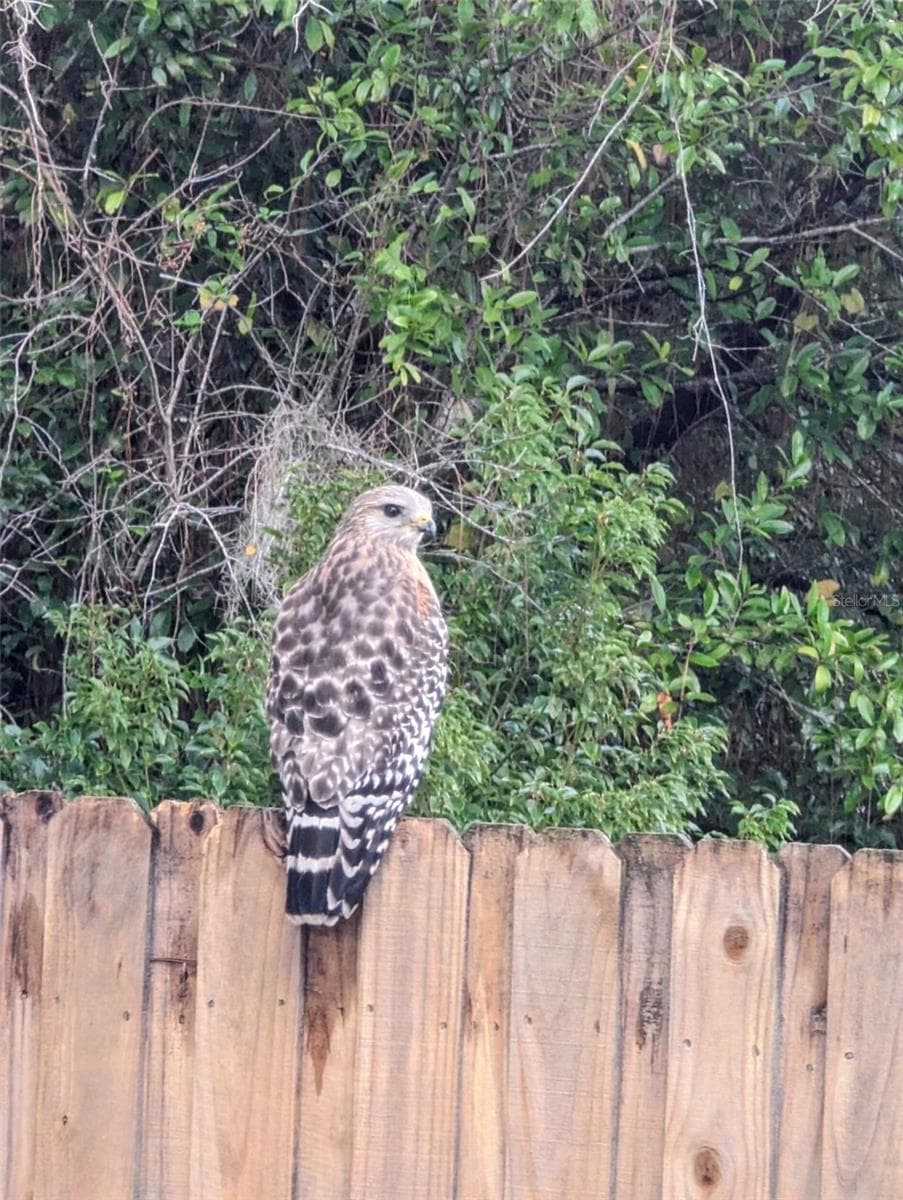 Abundant wildlife, turkeys, sandhill cranes, falcons, owls, and tortoises - 12231 KELLY LN, THONOTOSASSA