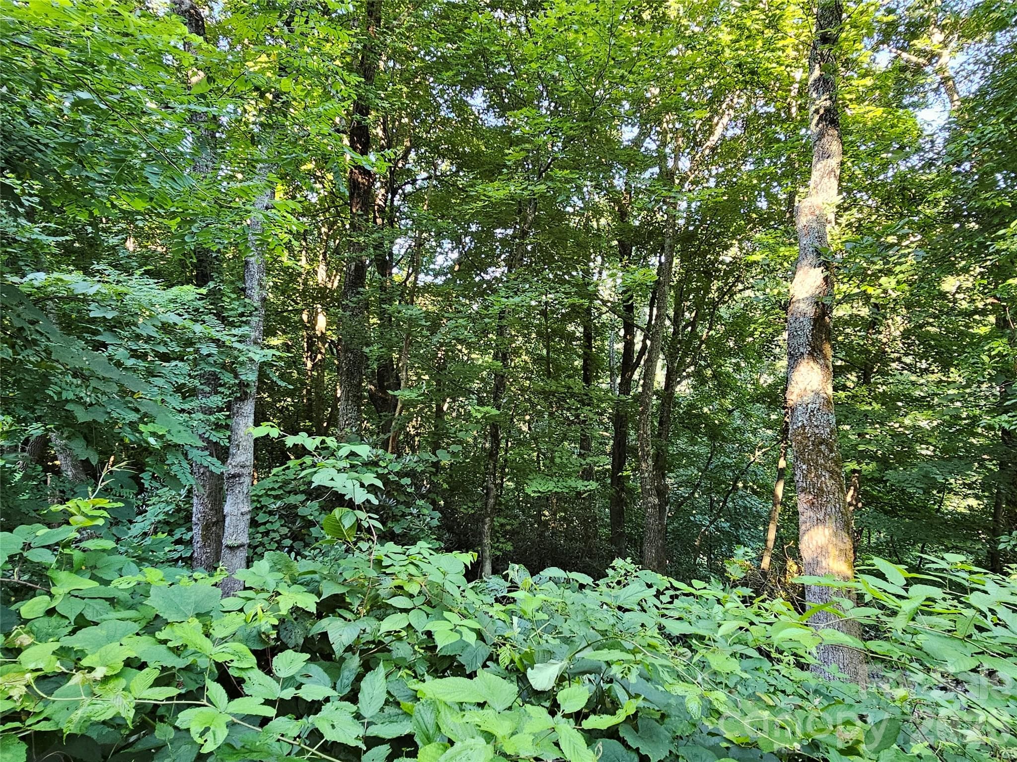 WOODED LOT - 109 Big Ridge Road, Burnsville