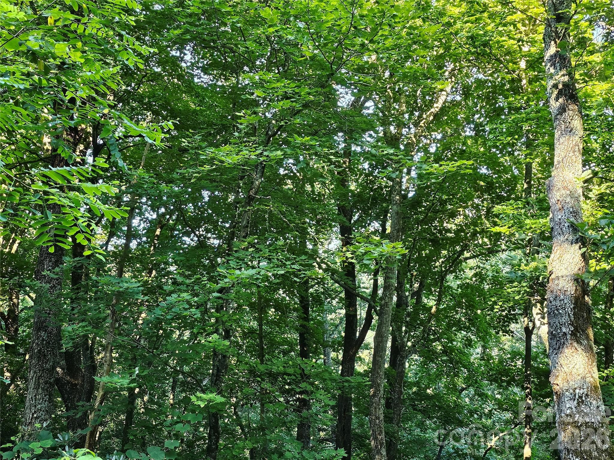 WOODED LOT - 109 Big Ridge Road, Burnsville