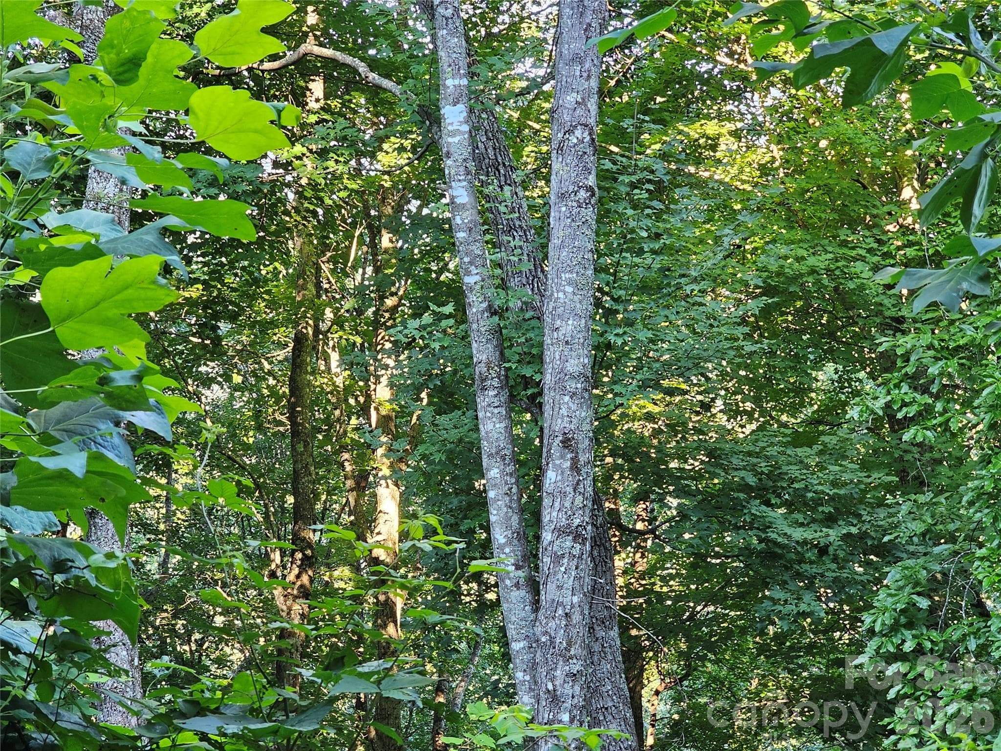 WOODED LOT - 109 Big Ridge Road, Burnsville
