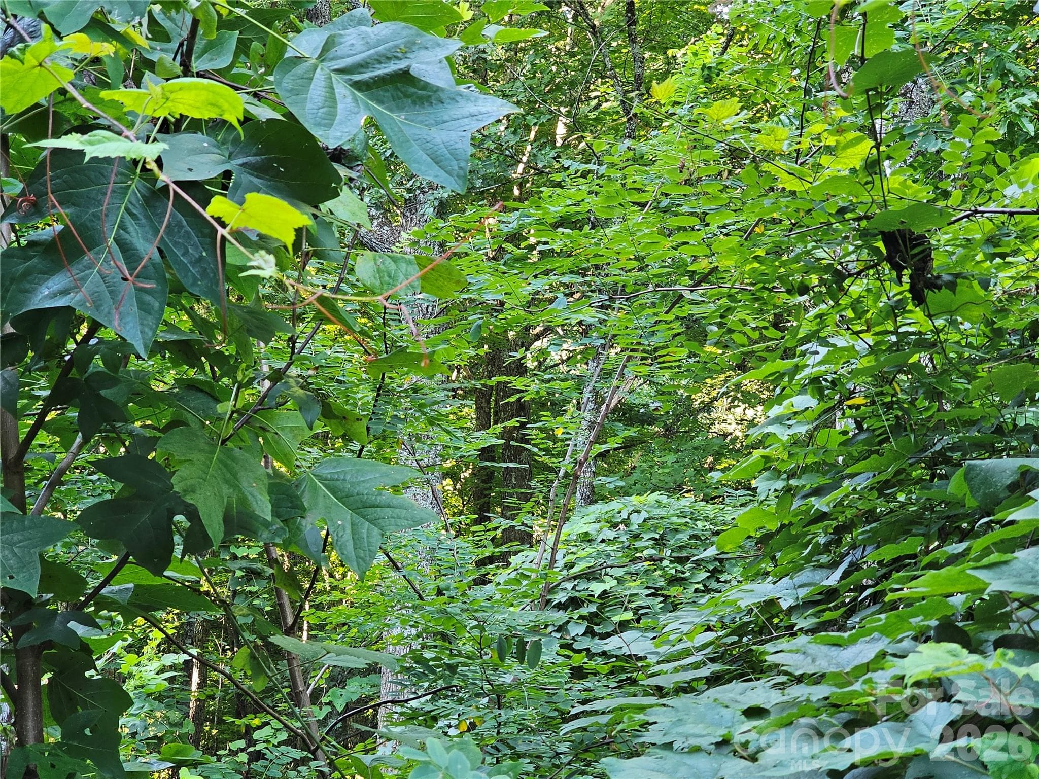 WOODED LOT - 109 Big Ridge Road, Burnsville
