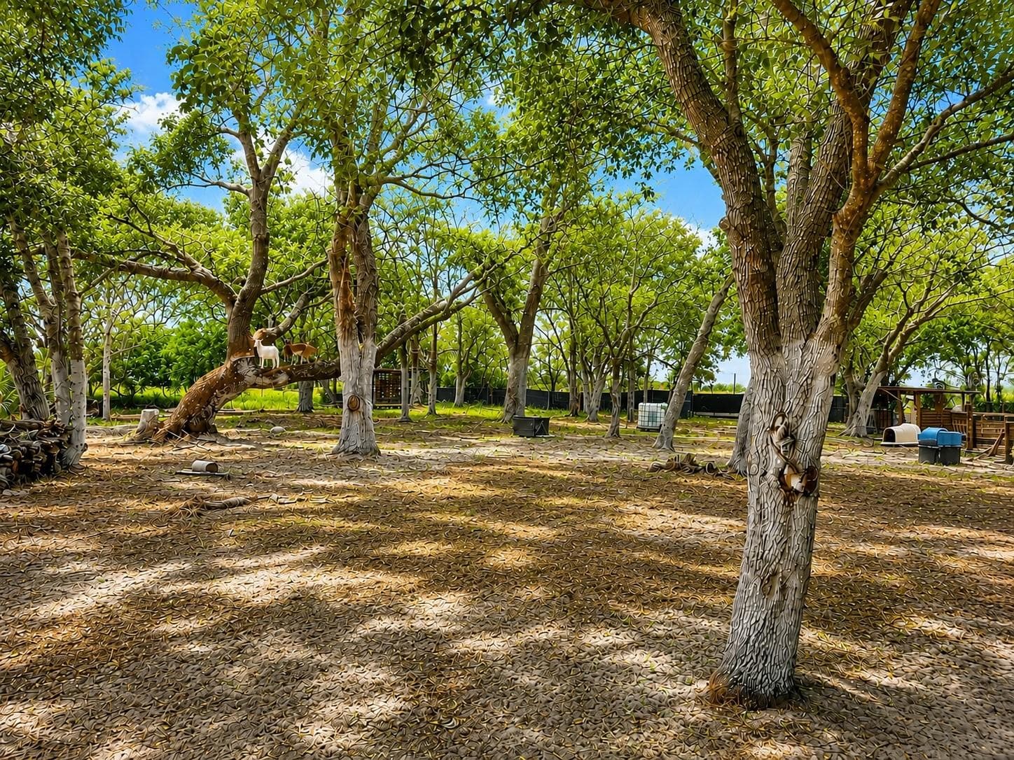 Land at MAMMOTH GROVE RD, LAKE WALES, photo 7 of 31