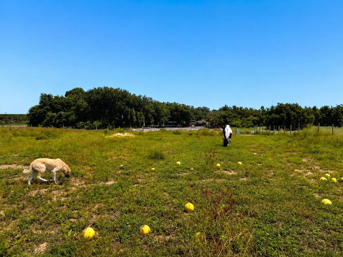 Land at MAMMOTH GROVE RD, LAKE WALES, photo 9 of 31