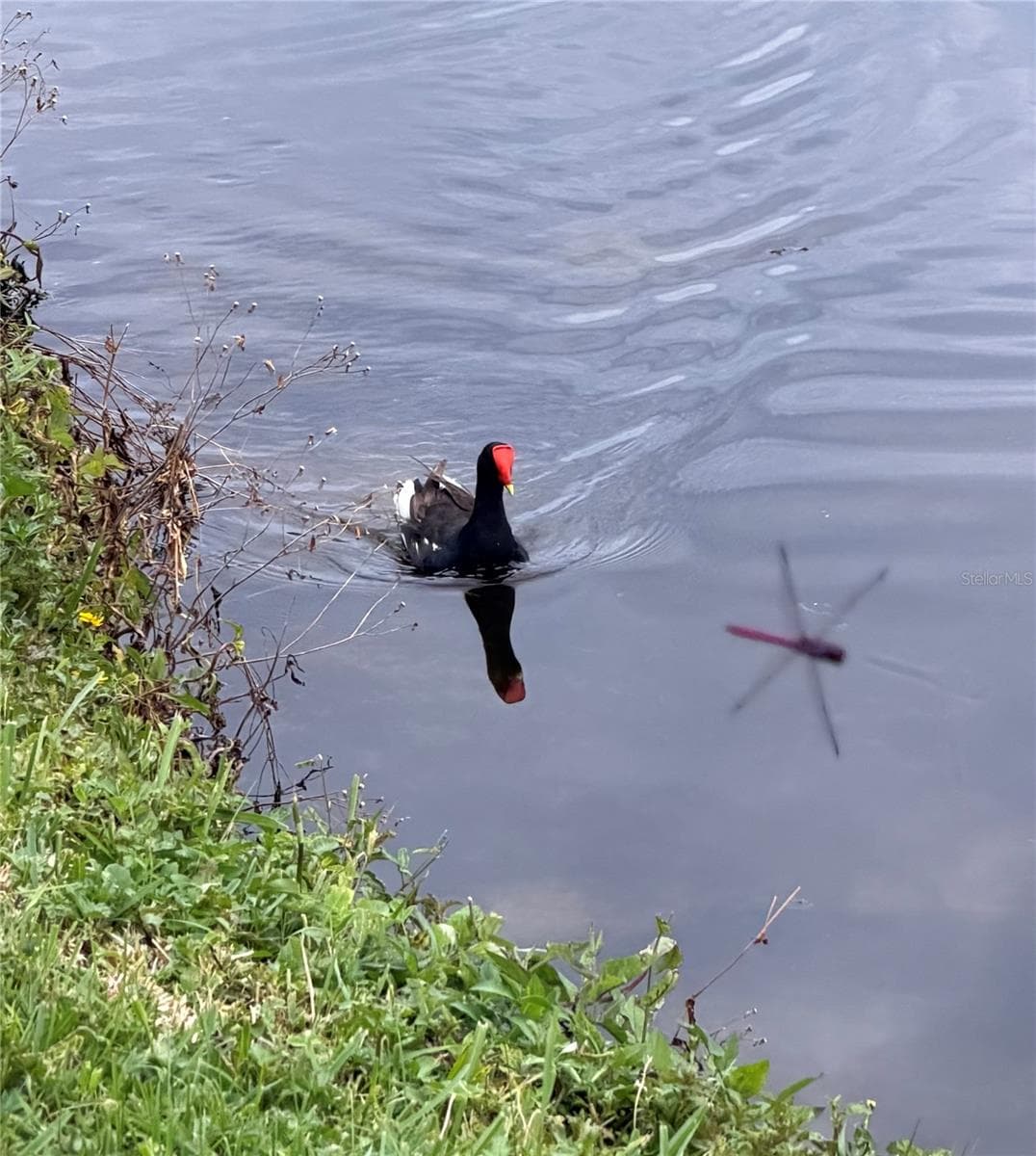 Waterhen and Dragon Fly - 4038 CORTEZ DR #B, TAMPA