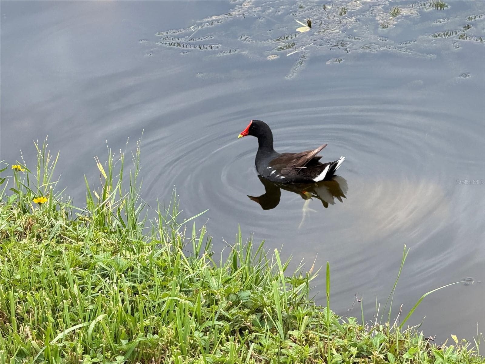 Waterhen - 4038 CORTEZ DR #B, TAMPA
