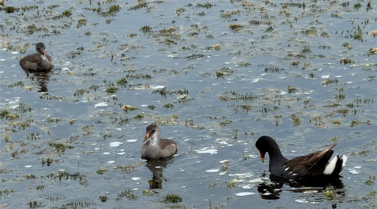 Waterhen and babies - 4038 CORTEZ DR #B, TAMPA