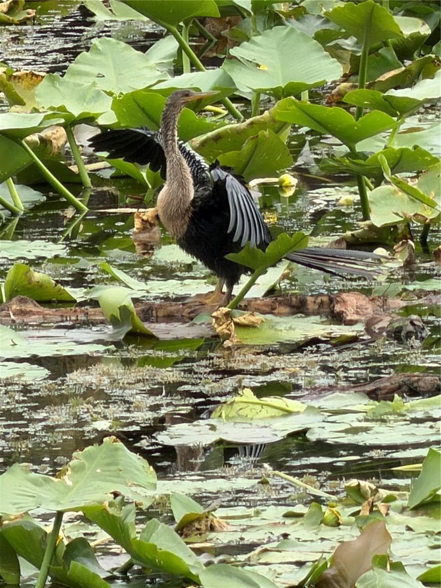 Cormorant drying his wings - 4038 CORTEZ DR #B, TAMPA