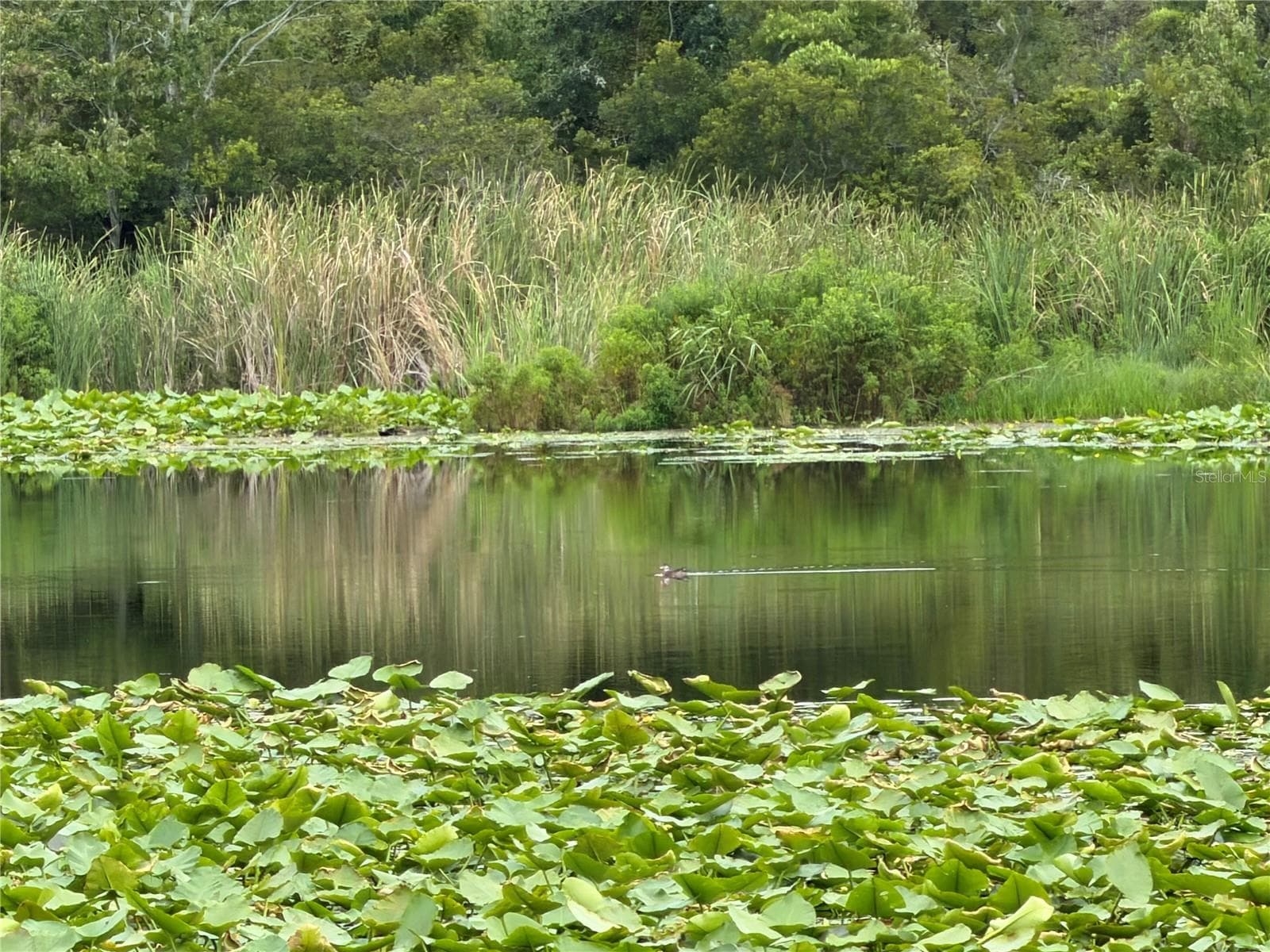 Beautiful vegetation - 4038 CORTEZ DR #B, TAMPA