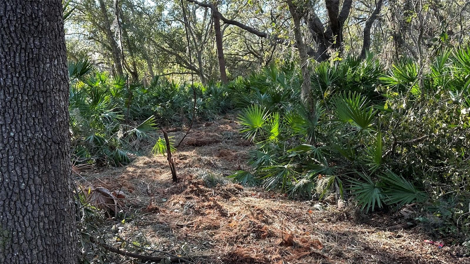 First Selective Clearing Paths by Rotor - 1676 HERMOSA DR, PALM HARBOR