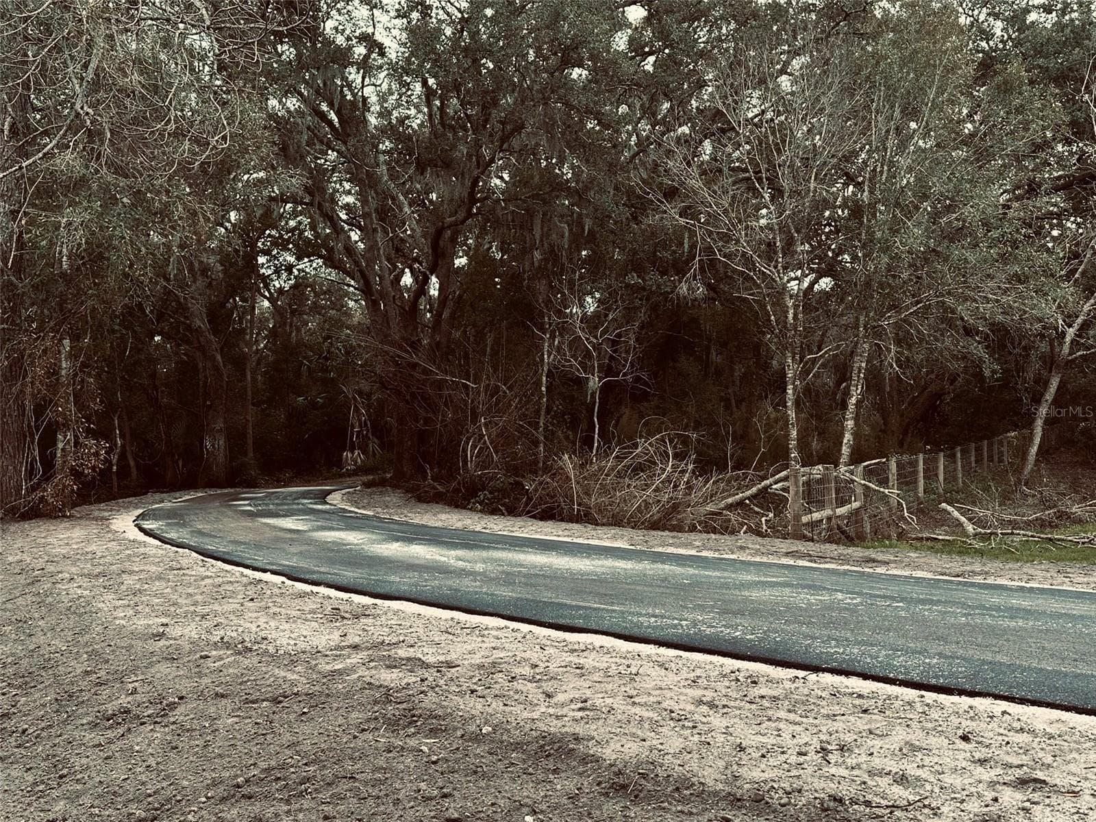 Standing at 4.2 acre West boundary Treeline and Fence. Proposed Gate location for new owners. Consider Delivery Locations and Trash. - 1676 HERMOSA DR, PALM HARBOR