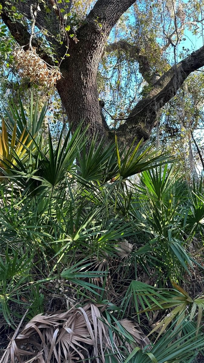 Large Generational Oaks - 1676 HERMOSA DR, PALM HARBOR