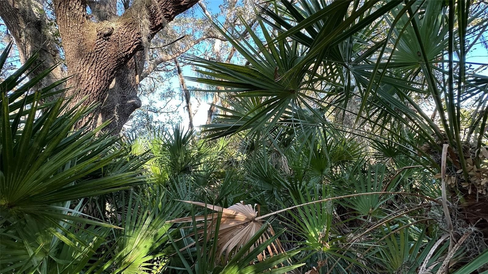 Land at 1676 HERMOSA DR, PALM HARBOR, photo 26 of 98