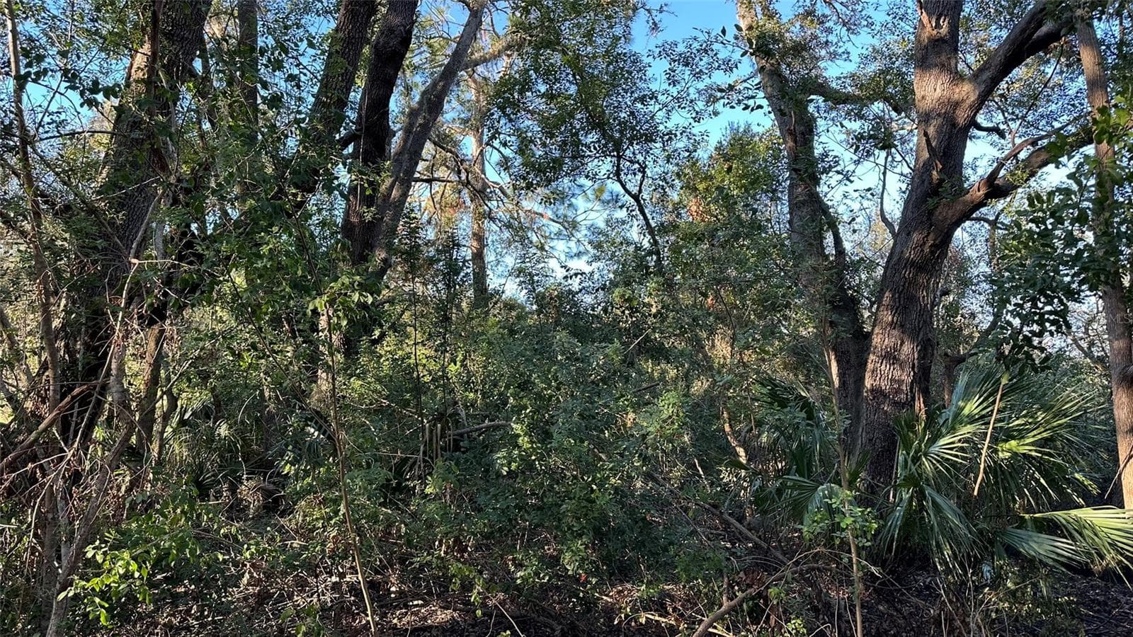 Example of some remaining thick natural areas. - 1676 HERMOSA DR, PALM HARBOR