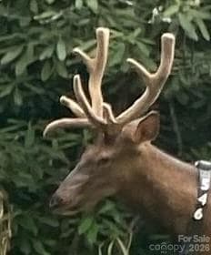 Enjoy elk in Maggie Valley - 398 Locust Drive, Maggie Valley