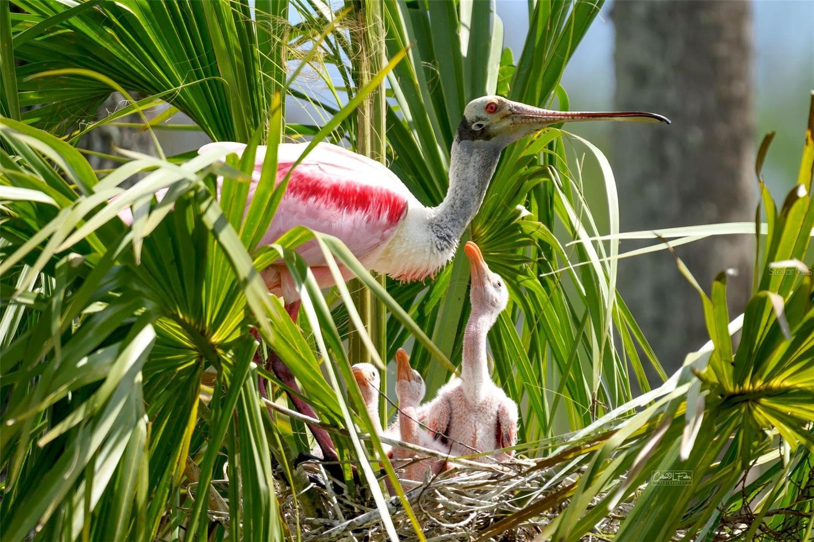 Mt Vernon wildlife - 9406 ANDOVER CIR, BRADENTON