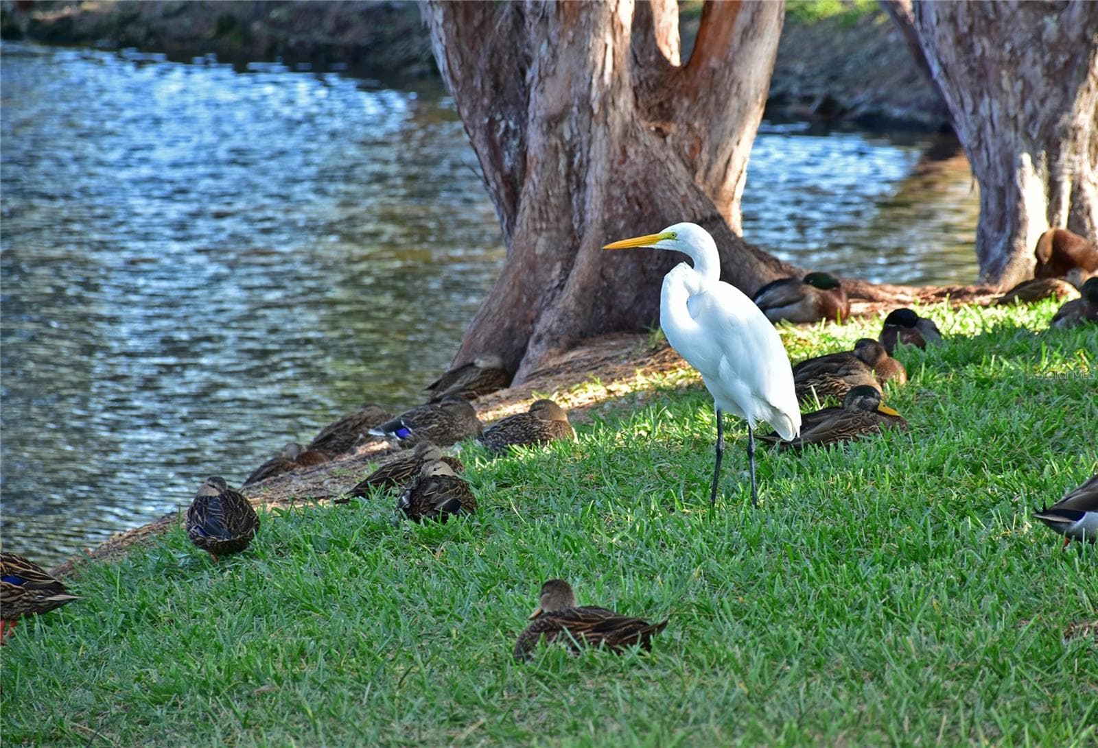 Mt Vernon wildlife - 9406 ANDOVER CIR, BRADENTON