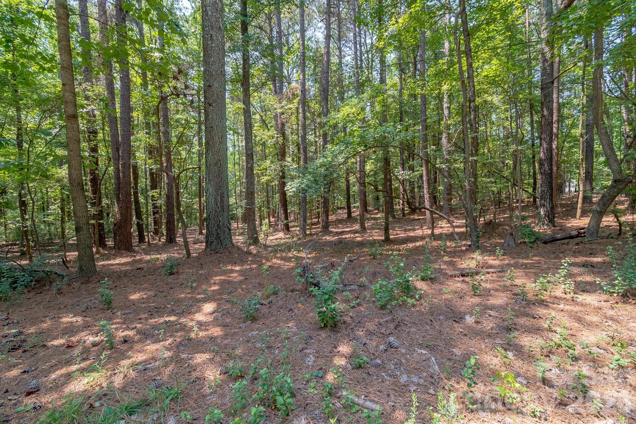 Heavily wooded lot with level topography - 5316 Rehobeth Road, Waxhaw