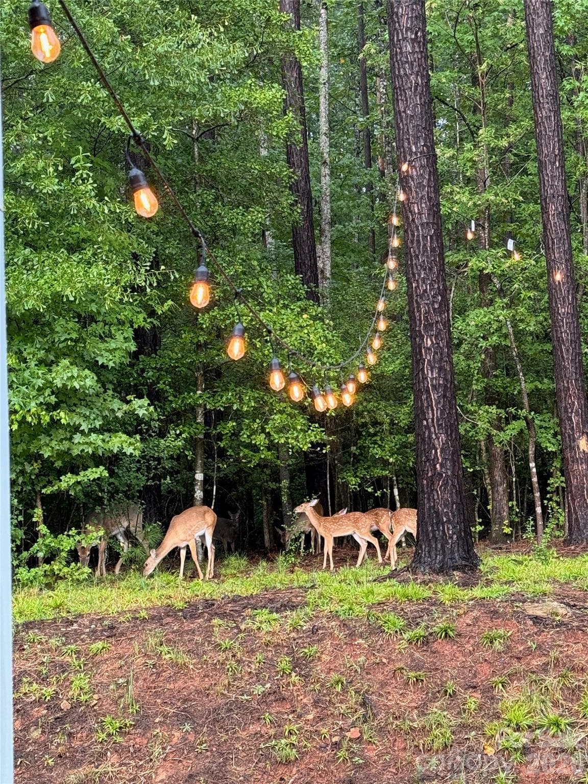 Backyard Visitors/View - 607 Winter Walk Lane, Lake Wylie