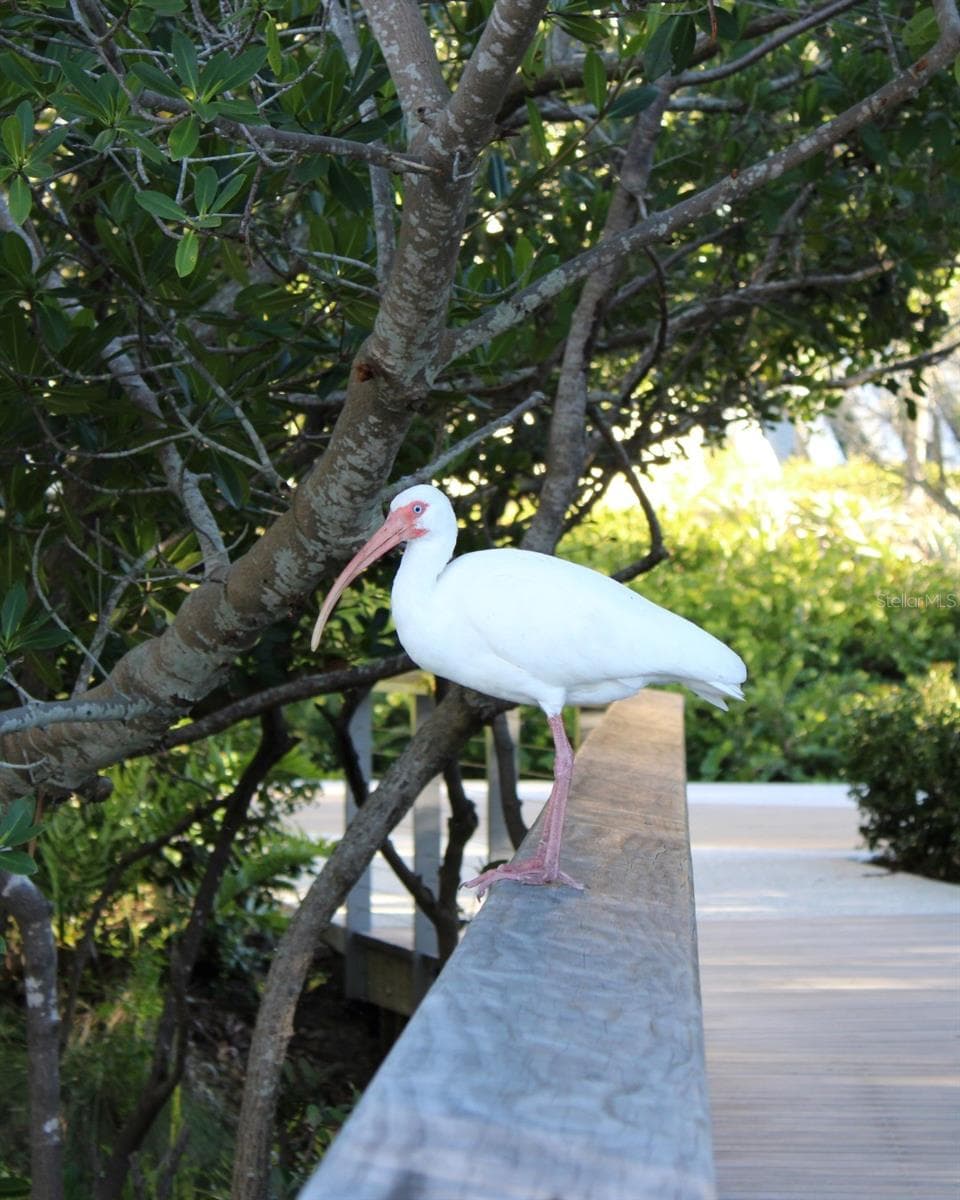 THE REAL IBIS ON THE PARK'S RAILING - 988 BLVD OF THE ARTS #109, SARASOTA