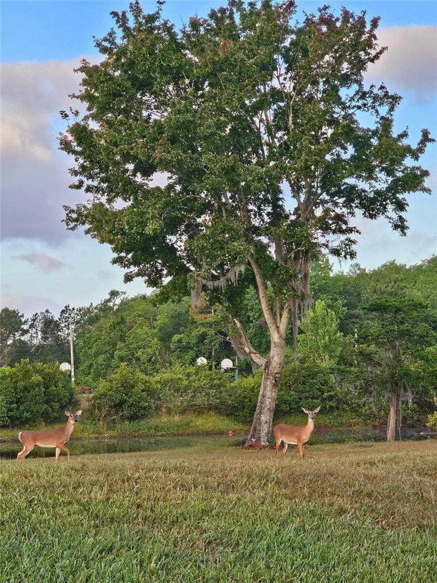 New neighbors - 1756 BRANCHWATER TRL, ORLANDO