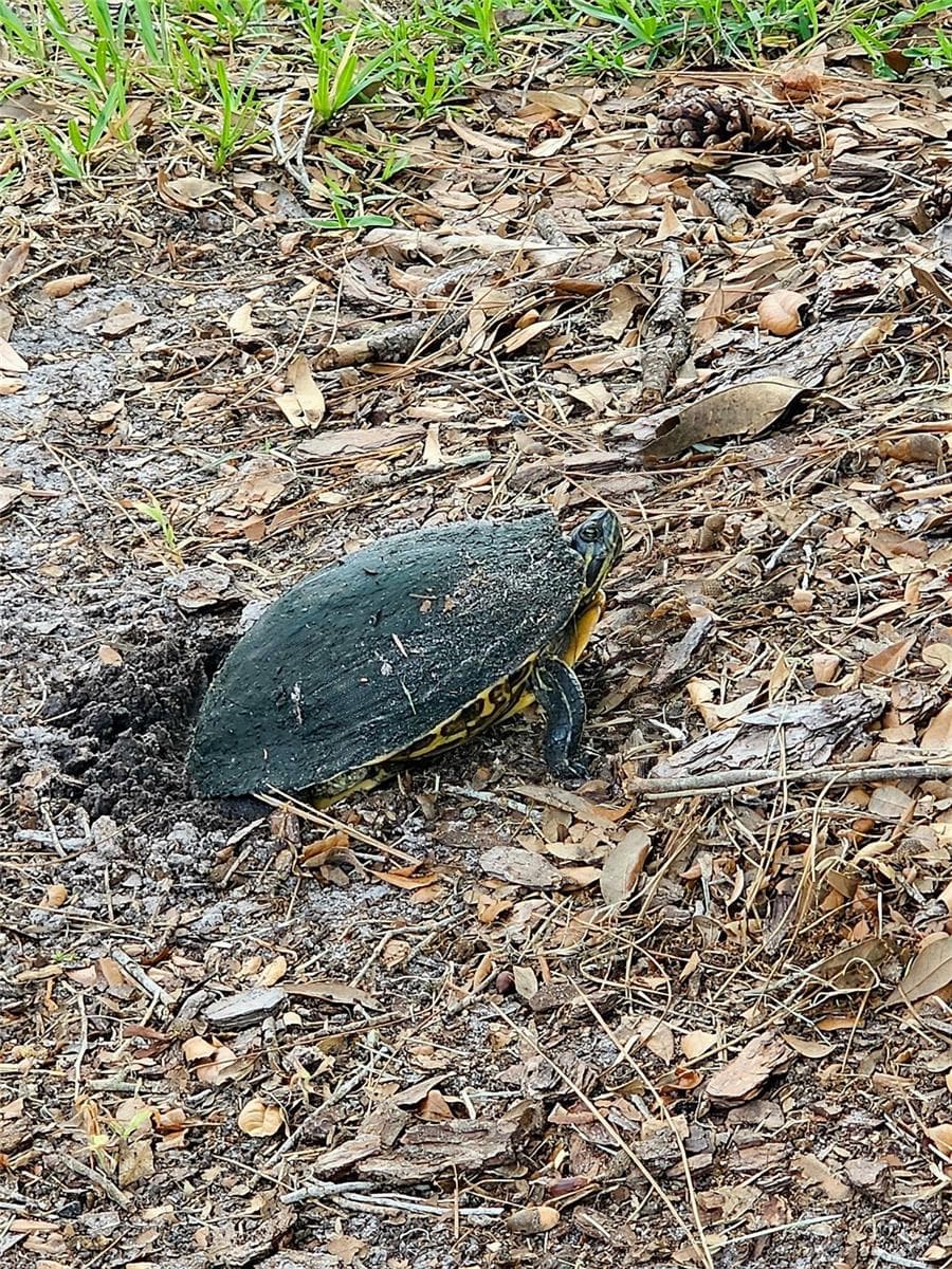 New neighbors. - 1756 BRANCHWATER TRL, ORLANDO