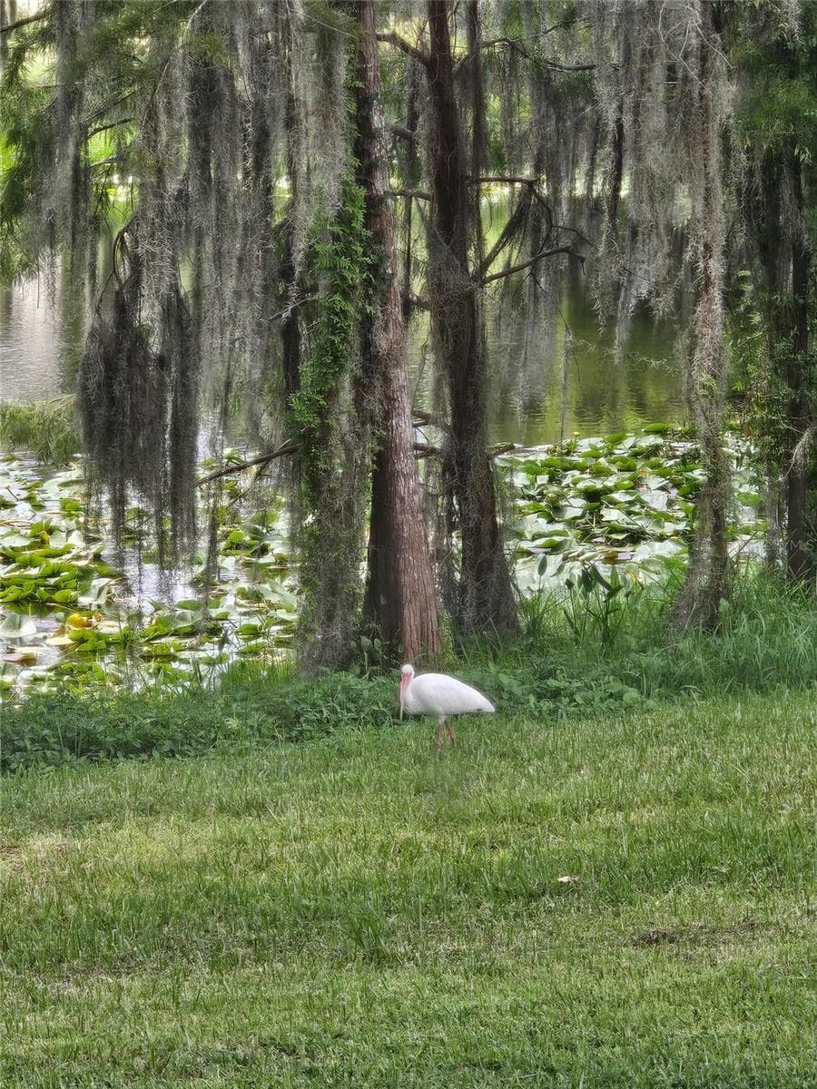New neighbors - 1756 BRANCHWATER TRL, ORLANDO