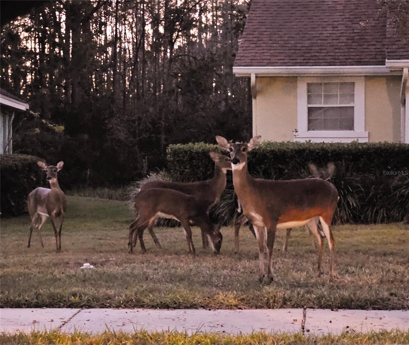 New neighbors - 1756 BRANCHWATER TRL, ORLANDO
