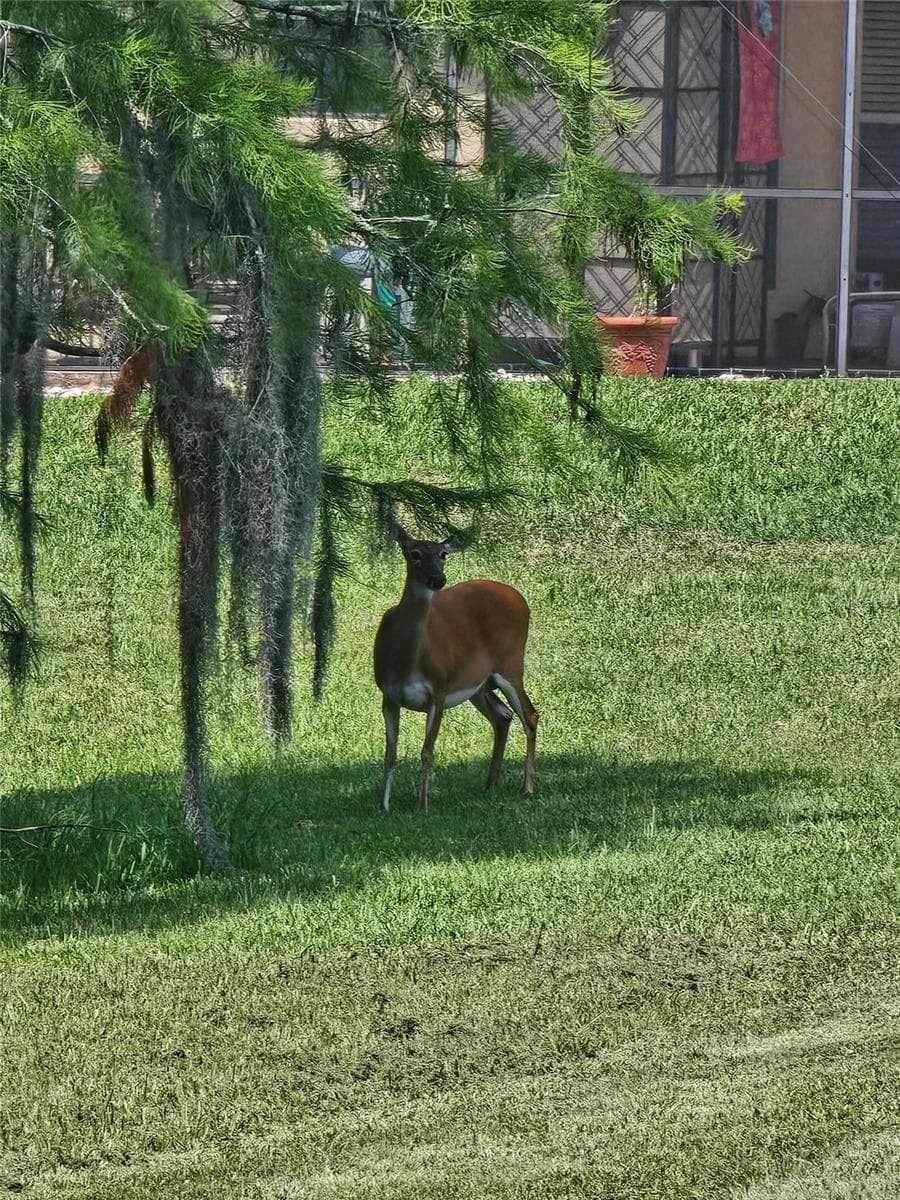 New neighbors - 1756 BRANCHWATER TRL, ORLANDO