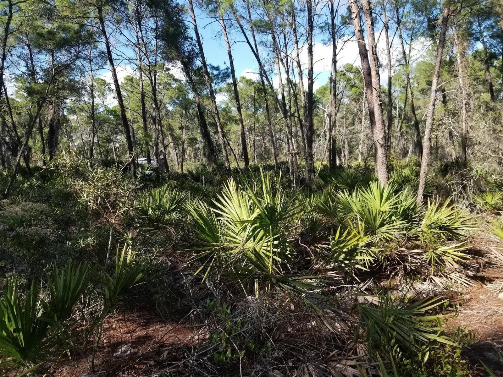 Land at 455 HUMMINGBIRD AVE, SEBRING, photo 5 of 7