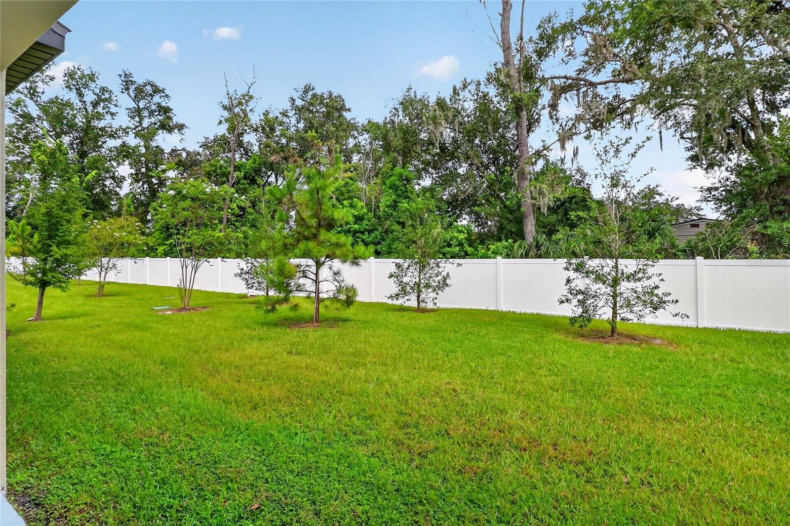 Backyard - 36227 JOSEPH BLAKE ST, ZEPHYRHILLS