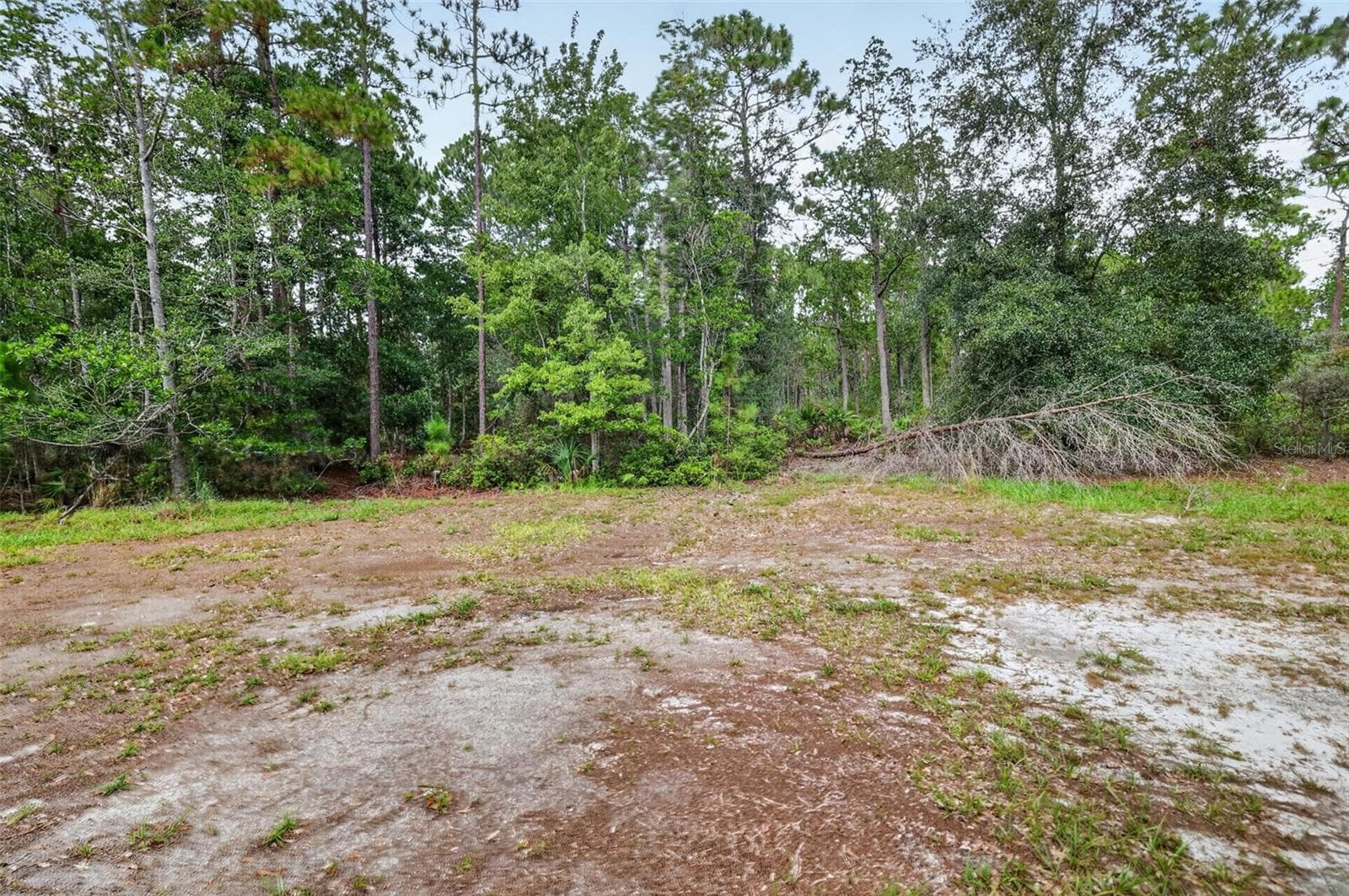 View of cleared portion of the rear yard - 24939 OLD DEER RD, PAISLEY