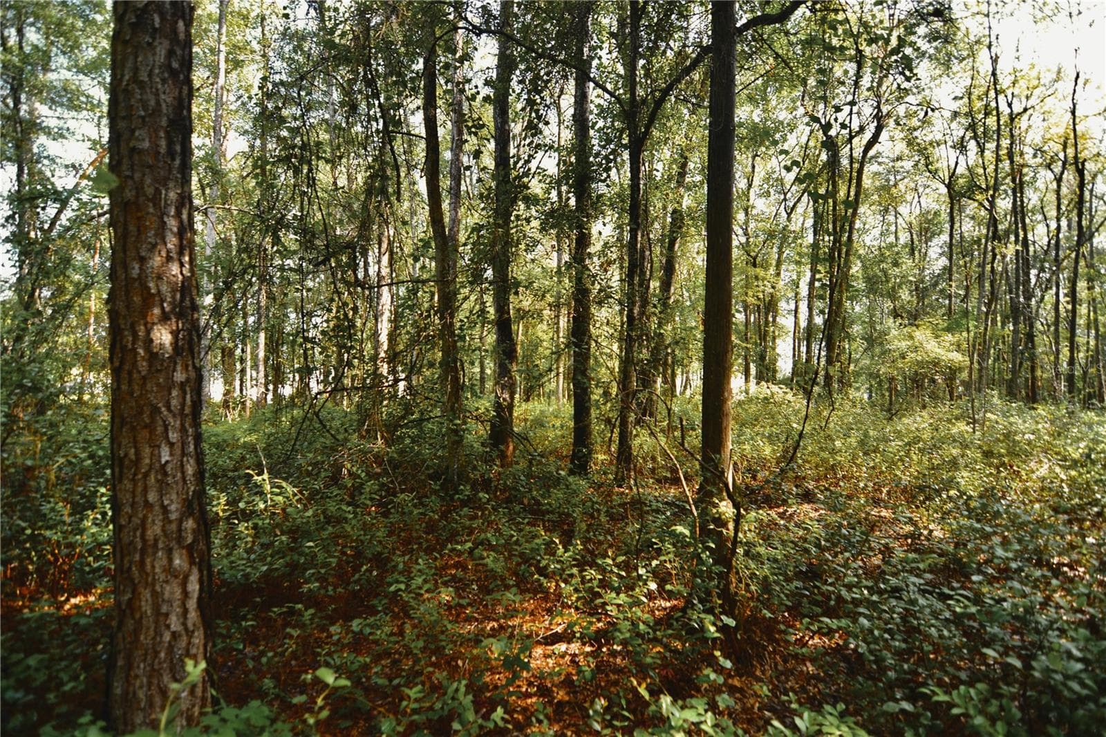 Land at NW 179TH ST, STARKE, photo 43 of 58