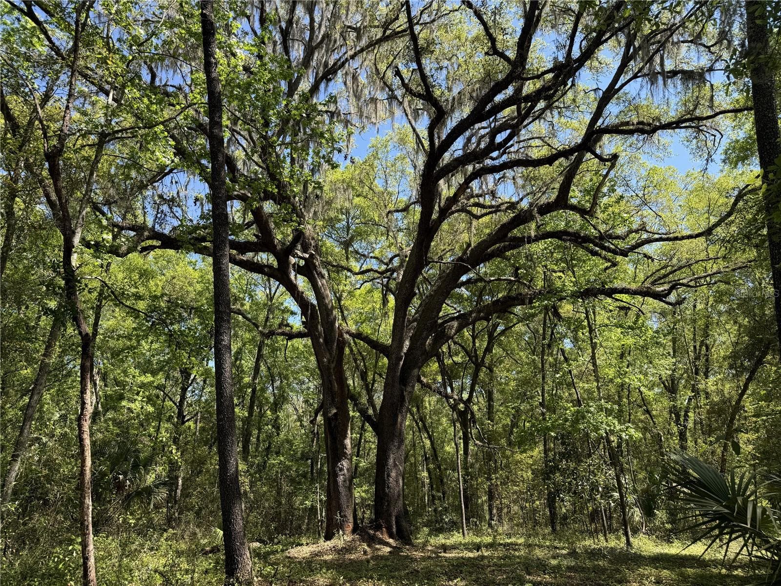 Land at WOH #1 (15ac) NW 193RD ST, MICANOPY, photo 4 of 6