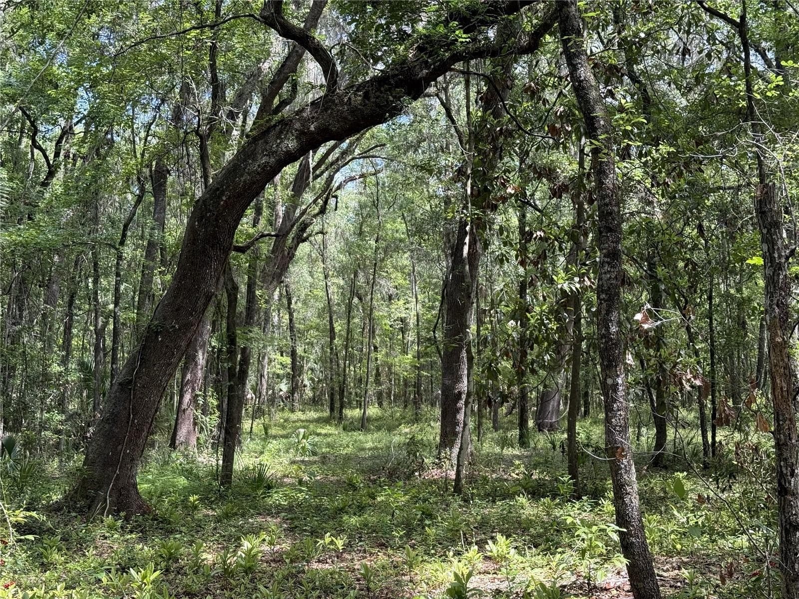 Land at WOH #1 (15ac) NW 193RD ST, MICANOPY, photo 6 of 6